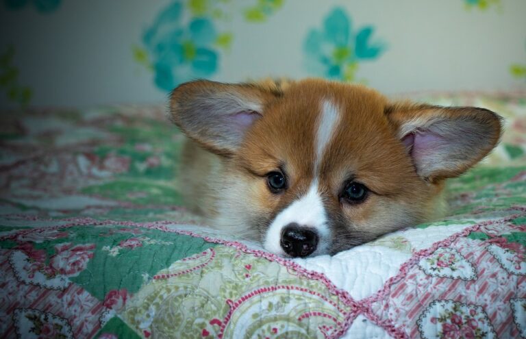 Reddybook Review: Revolutionizing Digital Reading and Amplifying Experience with 11xplay